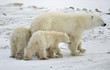 Polar she-bear with two bear cubs.