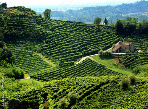Fotografie, Obraz paesaggio collinare con vigne di prosecco