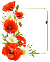 Vector Flower Frame 8. Poppy And Camomile