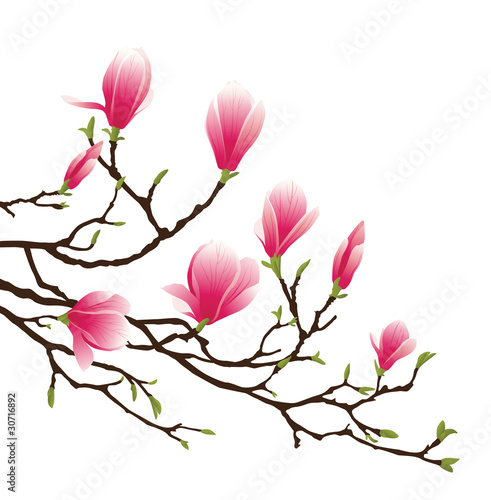 kwiat-magnolii-na-bialym-tle