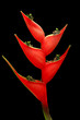 Red bird of paradise flower isolate in black background