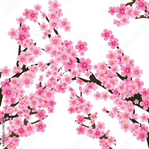 Plakat na papierze fotorealistycznym Kwiat wiśni, kwiaty sakura, ilustracji wektorowych