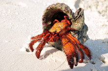 Hermit Crab On The White Sand Trying To Get Back To The Water