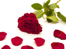 Red Rose And Rose Pettles On A White Background