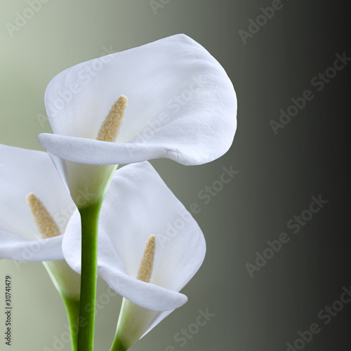 Naklejka na szybę kala flower