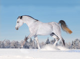 Fototapeta Konie - arab horse in winter