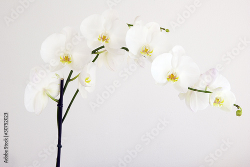Obraz na płótnie canvas czteroczęściowy "tetraptyk" Białe orchidee