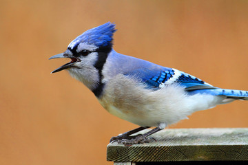 Wall Mural - Blue Jay Calling