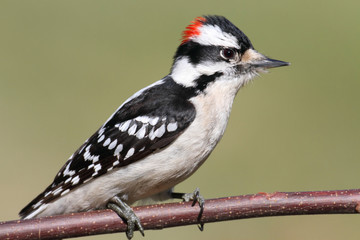 Wall Mural - Male Downy Woodpecker (picoides pubescens)