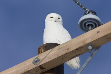 Wall Mural - Snowy Owl