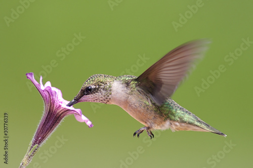 Plakat na papierze fotorealistycznym Młodociany rubinowy koliber (archilochus colubris)