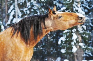 Wall Mural - gold horse stallion portrait in winter