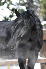 Wall Mural - black Kladruber horse portrait in winter