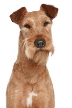 Irish Terrier. Dog Portrait
