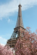 Paris in Spring. Blossoming cherry trees and Eiffel tower.