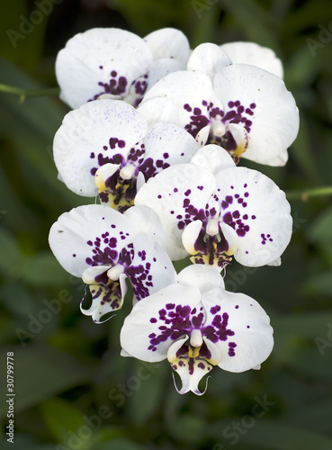 Obraz na płótnie canvas trzyczęściowy "tryptyk" Gałąź białych orchidei z fioletowymi plamkami.