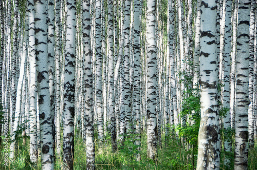 Naklejka - mata magnetyczna na lodówkę Birchwood in sunny day