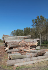 Poster - Lumber industry, heap of logs in forest