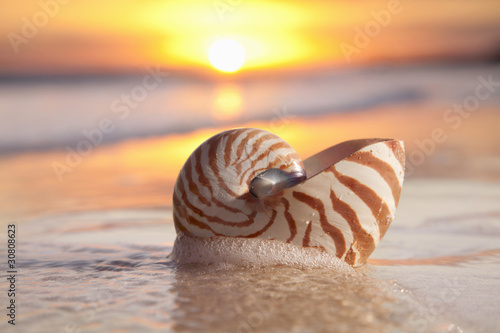 Tapeta ścienna Muszla nautilus w morzu, wschód słońca, ciepłe światło
