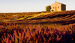 chapel with lavender field,Plateau de Valensole,Provence, France