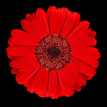 Perfect Red Gerbera Flower Isolated On Black