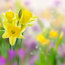 Beautiful Yellow Daffodil Flowers On Blurred Background