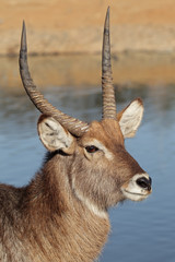 Canvas Print - Waterbuck portrait