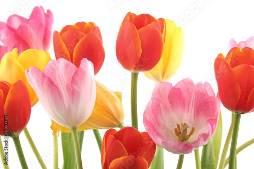 colorful tulips