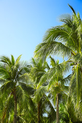 coconut palm on the blue sky background