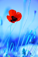 Wall Mural - Poppy flowers meadow