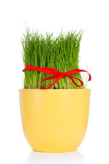 Poster - easter grass