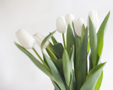 Fototapeta Kwiaty - le bouquet de tulipes