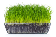 Grass With Soil
