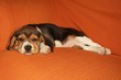 © Buffy1982 - Beagle