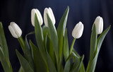 Fototapeta Kwiaty - les cinq tulipes sur fond