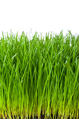 Poster - green grass