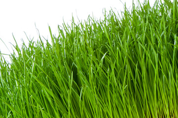 Poster - green grass