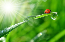 Fresh Morning Dew And Ladybird