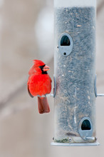 Male Cardinal Sits On Bird Feeder