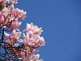 Fototapeta  - magnolie