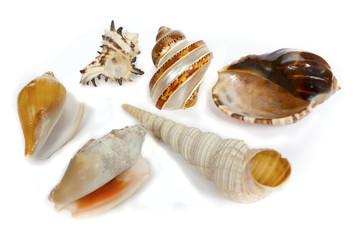 it`s a ocean`s shells from the sea bottom