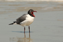 Laughing Gull (Larus Atricilla) Calling - Cumberland Island