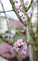 Blooming sakura tree branch in Redmond - 2011,2