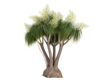 Ponytail Palm (Nolina Recurvata, Beaucarnea Recurvata)
