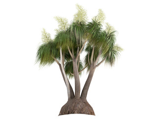 Wall Mural - Ponytail Palm (Nolina recurvata, Beaucarnea recurvata)