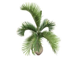 Wall Mural - Bottle Palm (Hyophorbe lagenicaulis)