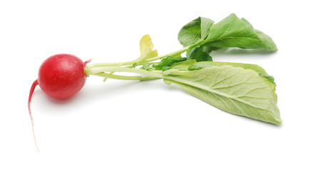 Canvas Print - radish