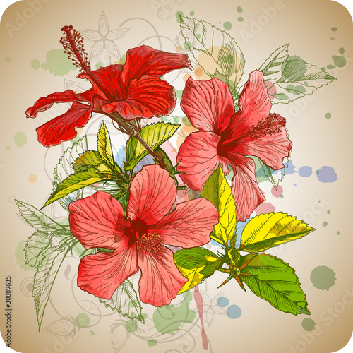 Obraz w ramie Hibiscus flowers & watercolor background