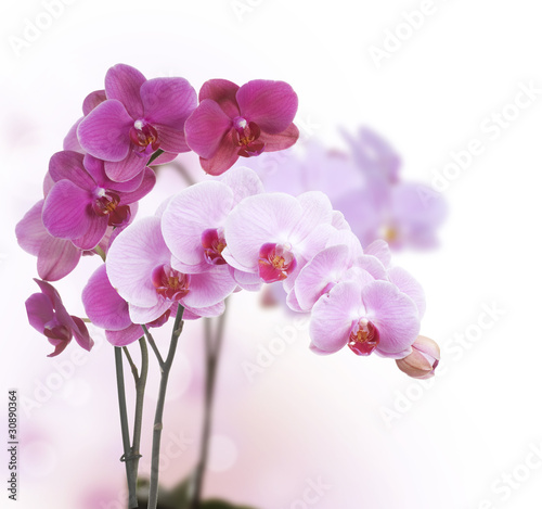 Obraz na płótnie canvas dwuczęściowy "dyptyk" Piękna różowa orchidea odizolowywająca na bielu