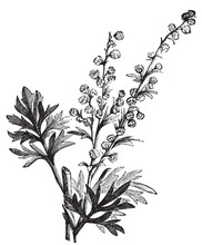 Absinthe Plant, Artemisia Absinthium Or Wormwood Engraving